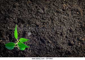 Add soil to new and old plantings