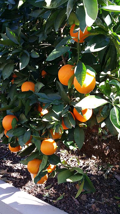 Oranges Grown Using Rich Black Soil